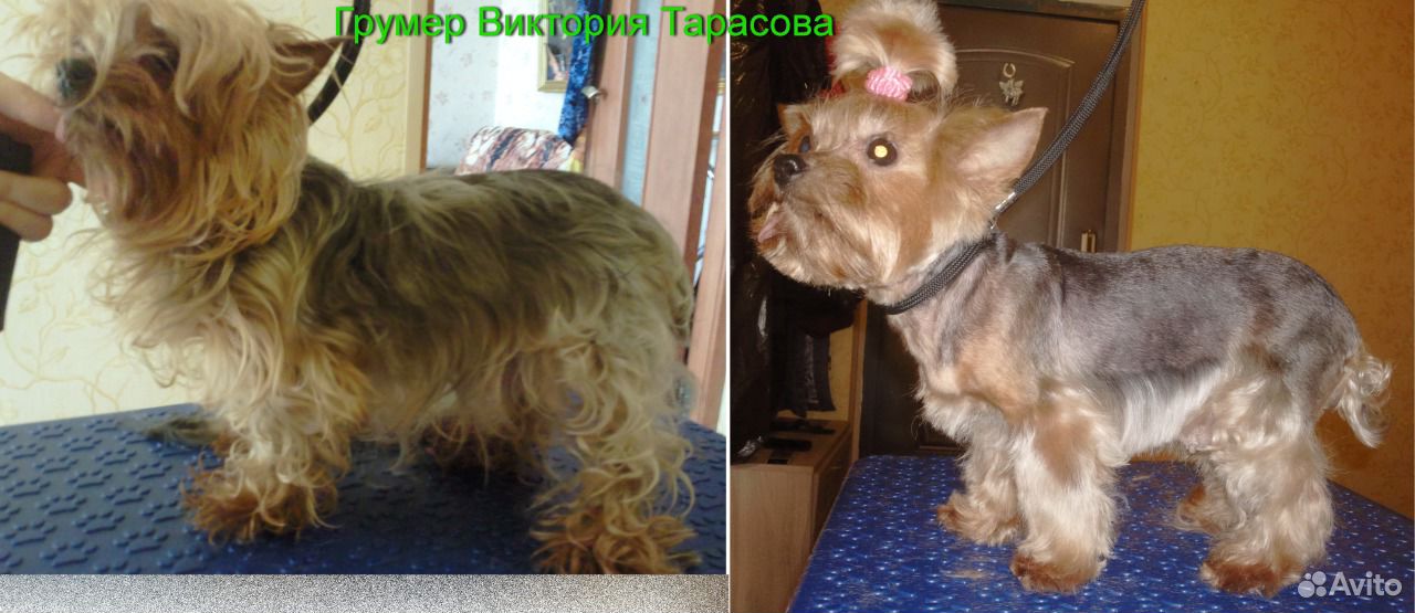 Первая стрижка йорка Первая стрижка йорка