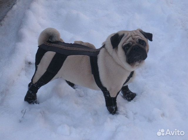Как пошить обувь для собак