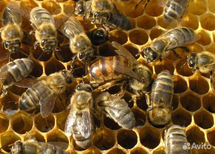 Пчелы среднерусской породы купить на Зозу.ру - фотография № 1