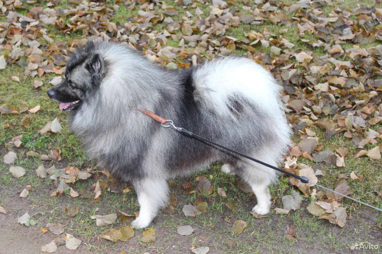 Download 1000+ images about keeshonden on Pinterest | Coloring books, Puppys and Snow