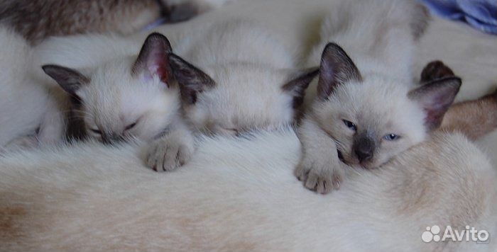 Тайские котята- доставка купить на Зозу.ру - фотография № 1