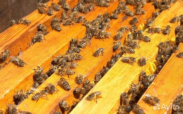 Пчёлы, пчелопакеты купить на Зозу.ру - фотография № 1