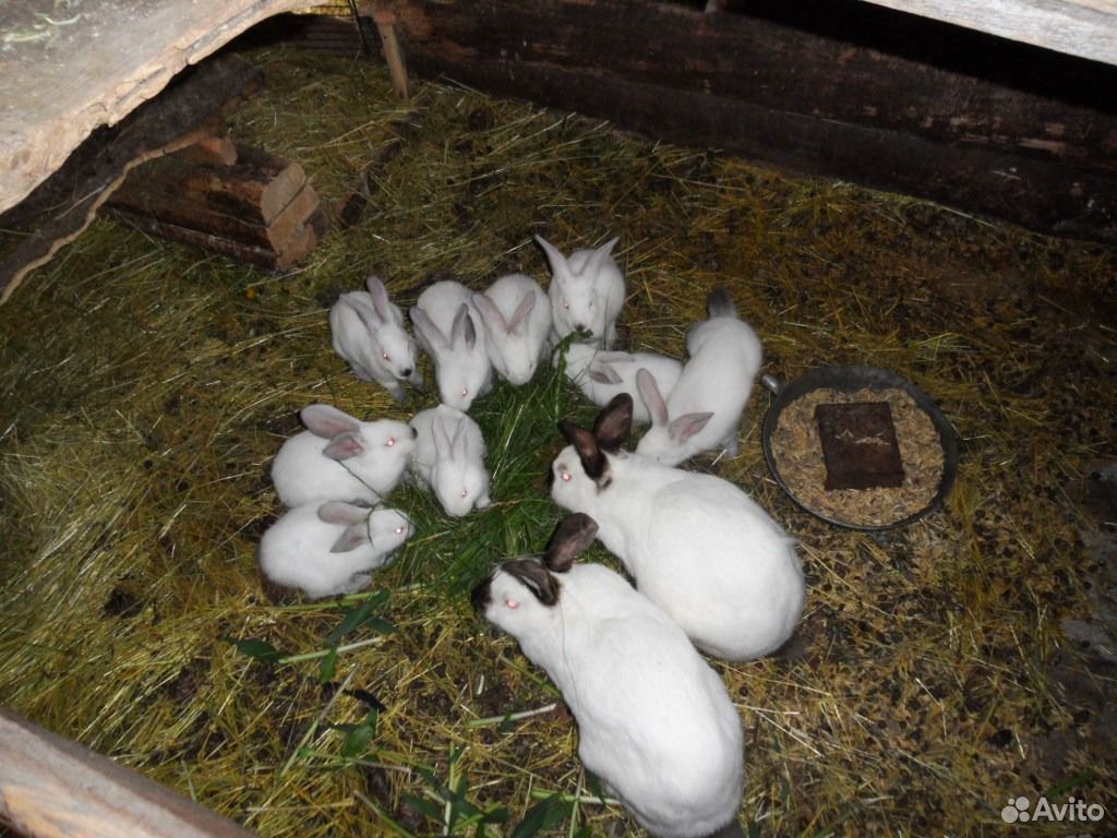 Племенные крольчата купить на Зозу.ру - фотография № 3