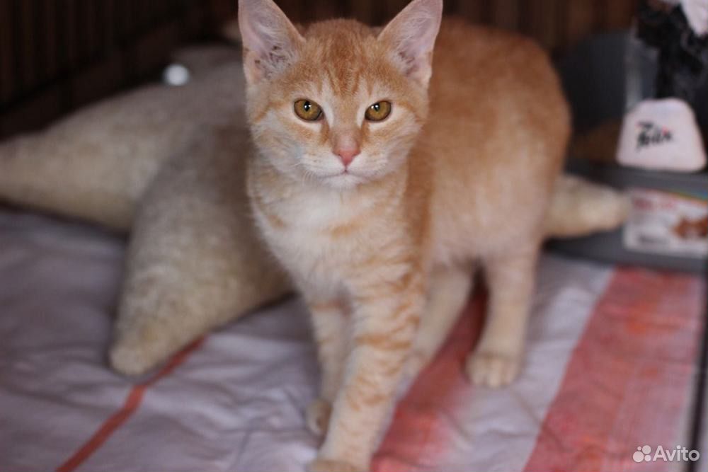 Весёлый, рыжий котенок в добрые руки купить на Зозу.ру - фотография № 2