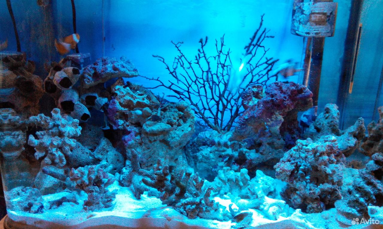 Морской аквариум купить на Зозу.ру - фотография № 4