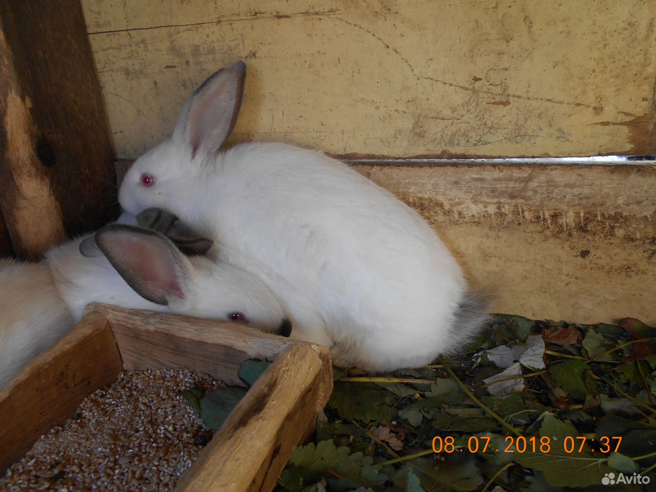 Кролики калифорнийские купить на Зозу.ру - фотография № 4