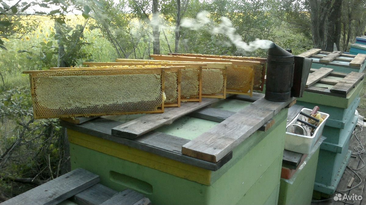 Мёд купить на Зозу.ру - фотография № 4