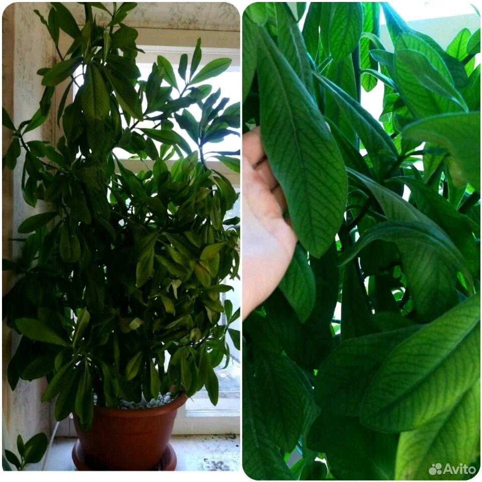 Синадениум Фото Уход – Telegraph