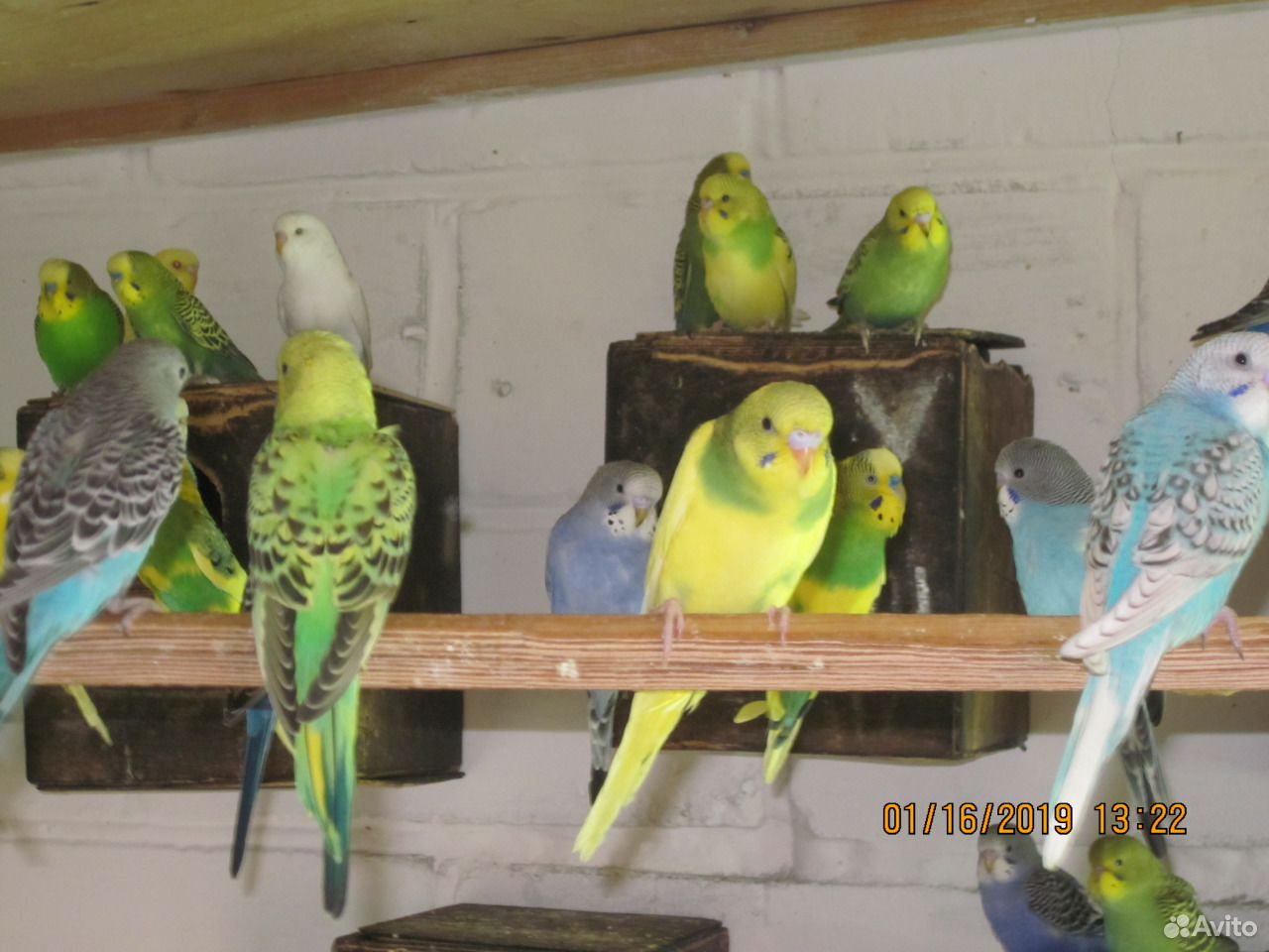 Волнистые попугаи, кореллы купить на Зозу.ру - фотография № 2