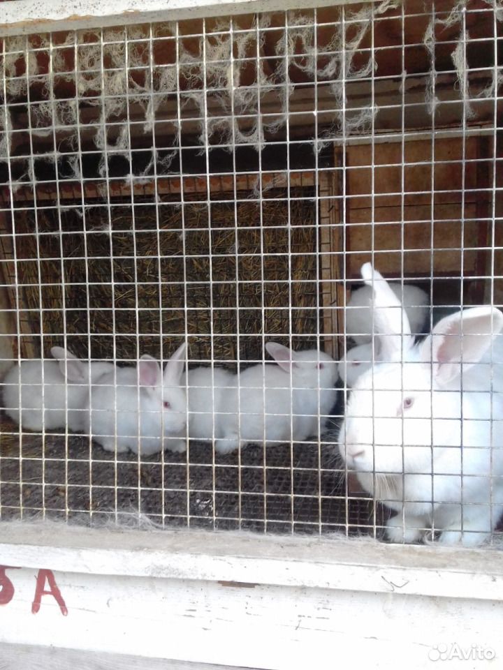 Кролики Белый Великан купить на Зозу.ру - фотография № 1