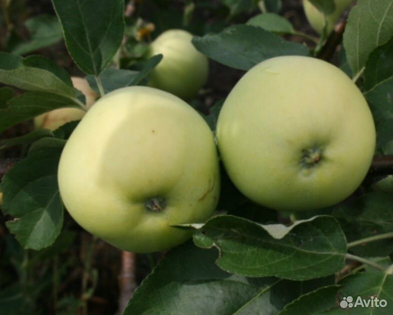 Яблони на семенном клоновом подвое купить на Зозу.ру - фотография № 1