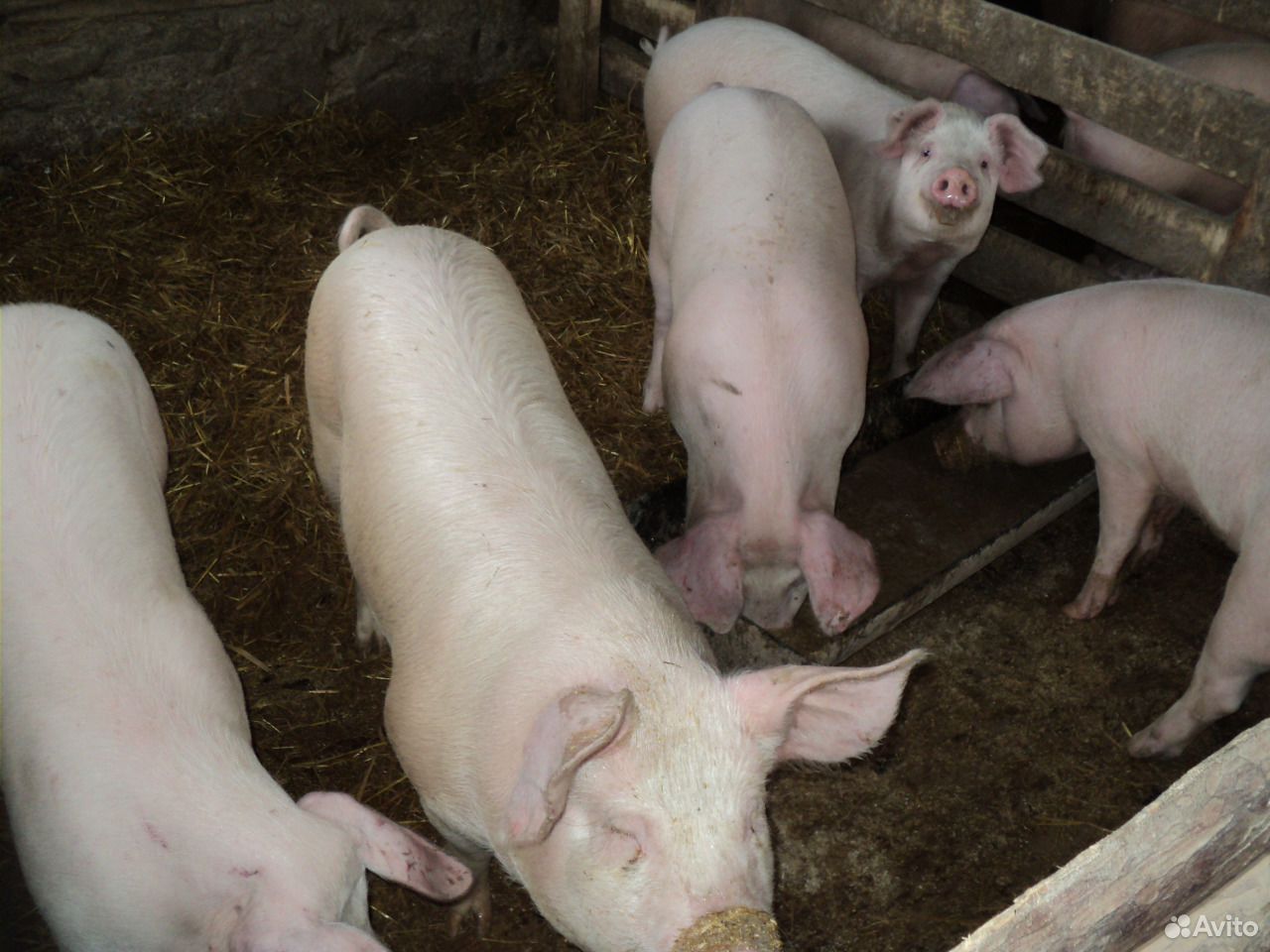 Мясо свинина купить на Зозу.ру - фотография № 5