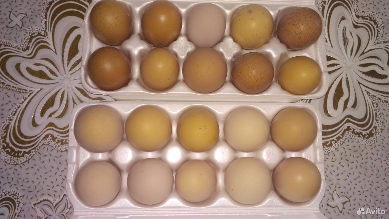 Купить яйцо инкубационное в нижегородской