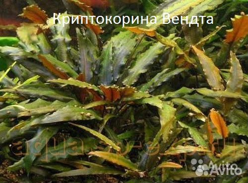 Аквариумные Растения купить на Зозу.ру - фотография № 2
