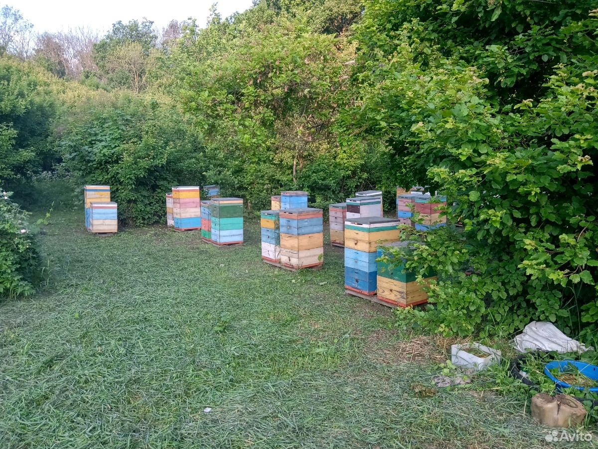 Пчелосемьи с ульями и медом купить на Зозу.ру - фотография № 4