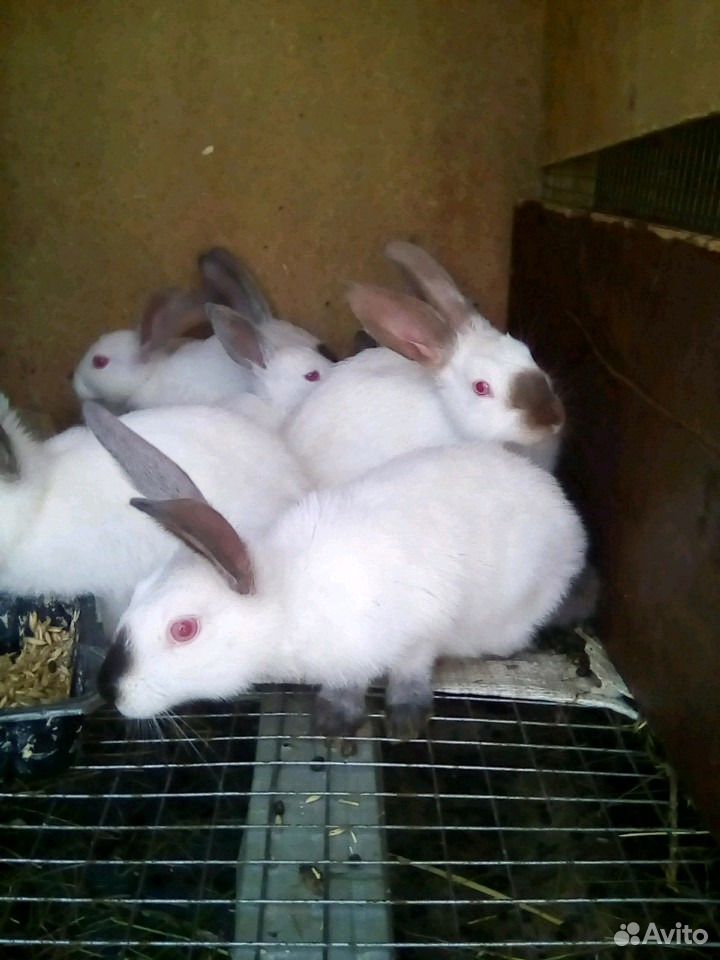 Кролики купить на Зозу.ру - фотография № 4