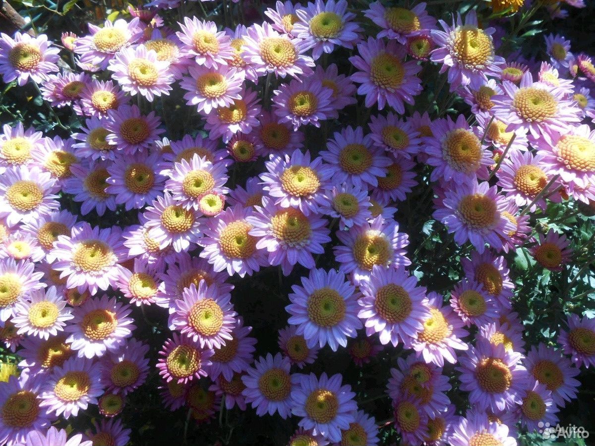 Цветы хризантемы купить на Зозу.ру - фотография № 2