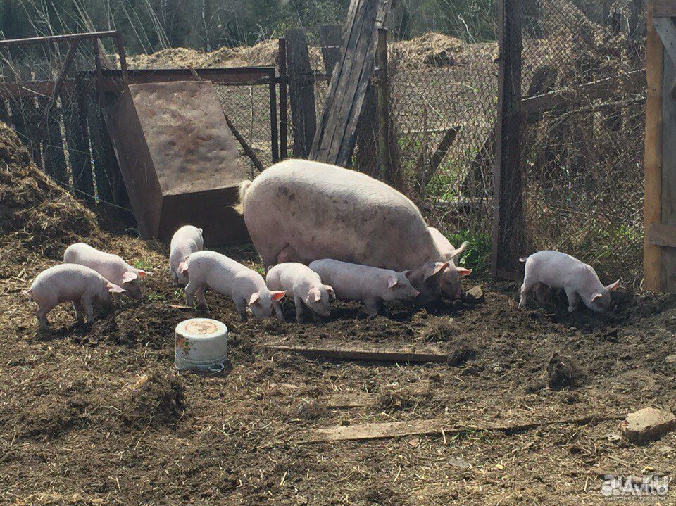 Сельская свинья. Короткоухую деревенскую свинью. Фото деревенской свинки.