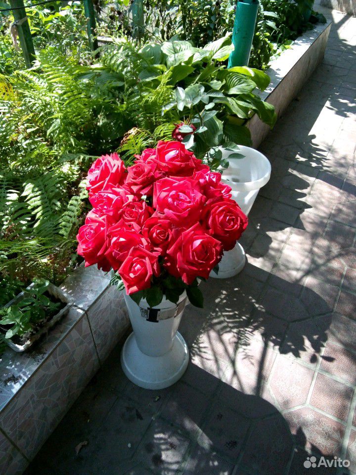 Цветы розы купить на Зозу.ру - фотография № 6