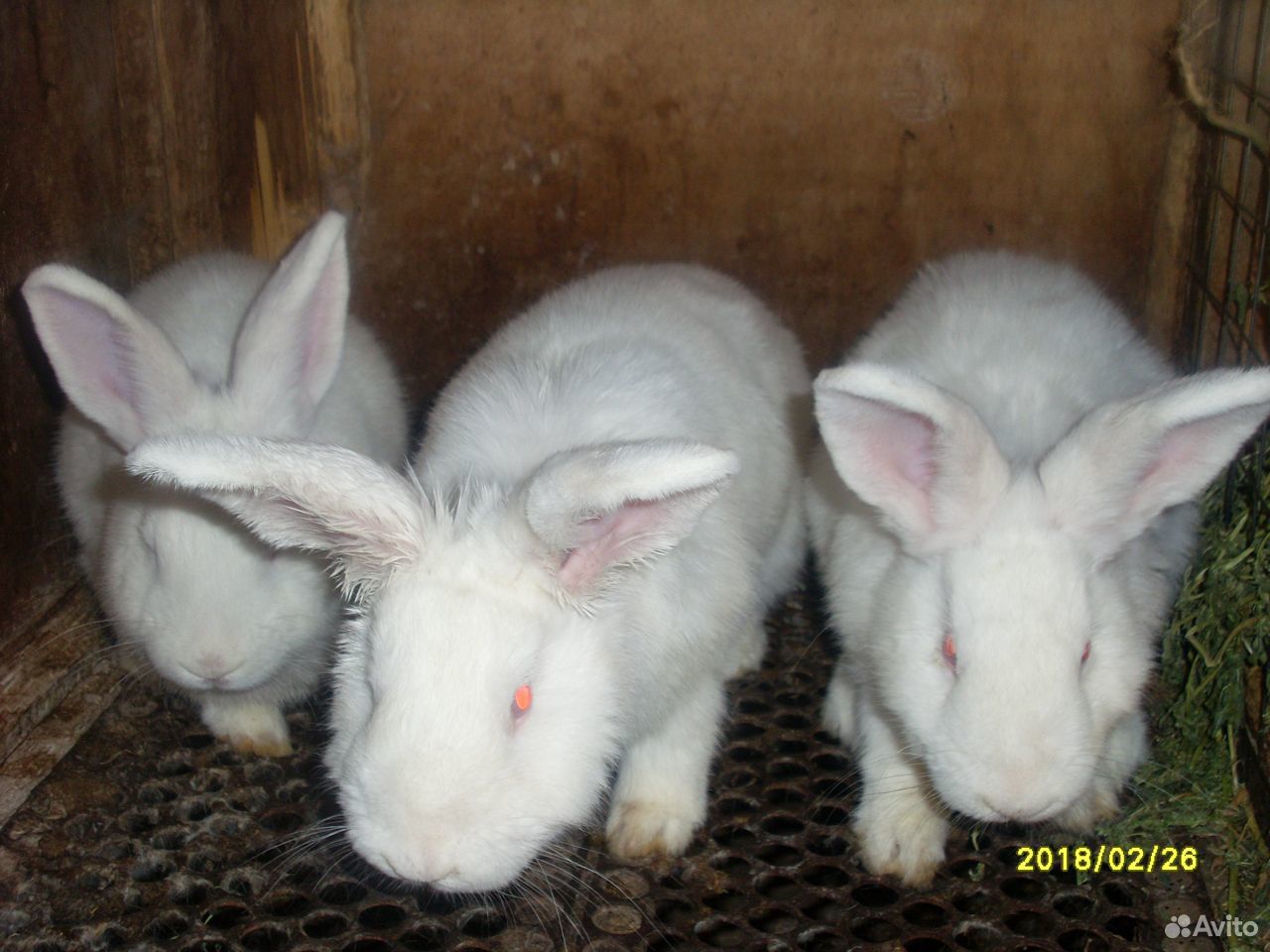 Кролики породы Новозеландская белая купить на Зозу.ру - фотография № 3