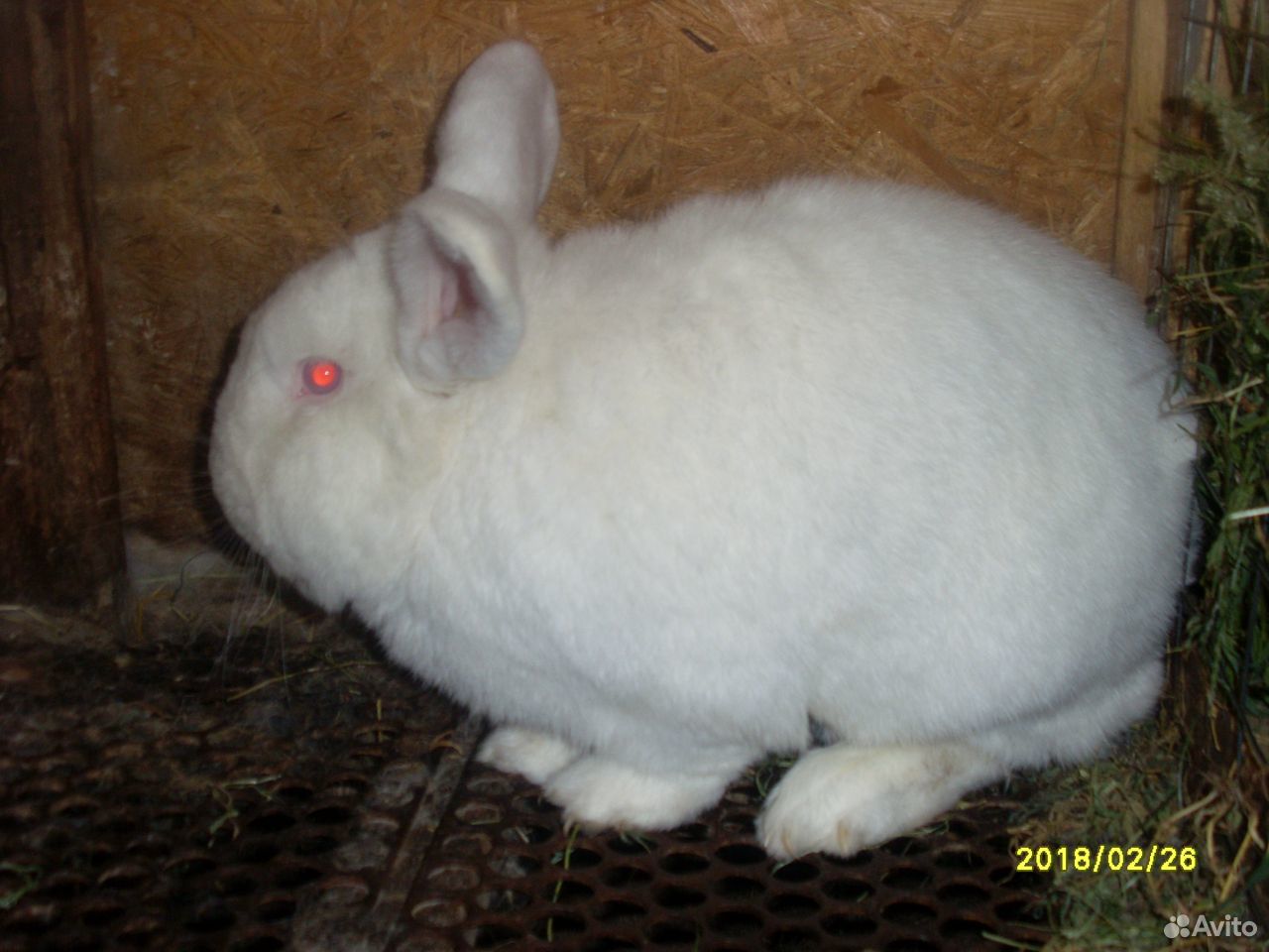 Кролики породы Новозеландская белая купить на Зозу.ру - фотография № 4
