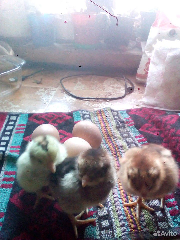 Куры Брама, цыплята, яйцо купить на Зозу.ру - фотография № 5
