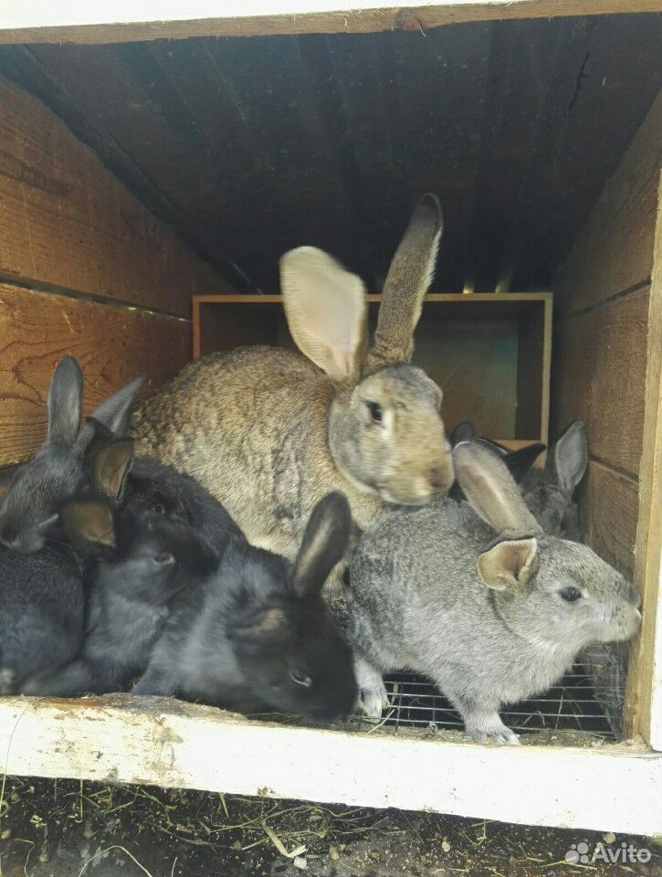Кролики великаны мясных пород купить на Зозу.ру - фотография № 1