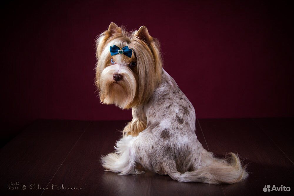 Секрет йорк. Секрет йорк. Йорк блю мерле. Секрет йорк. Йоркширский терьер стандарт.