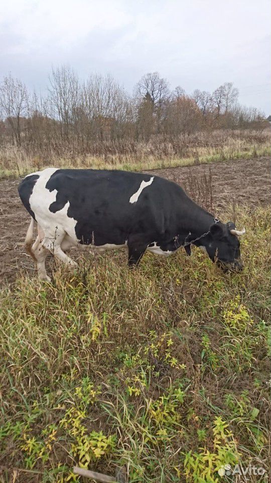 Корова яловая купить на Зозу.ру - фотография № 1