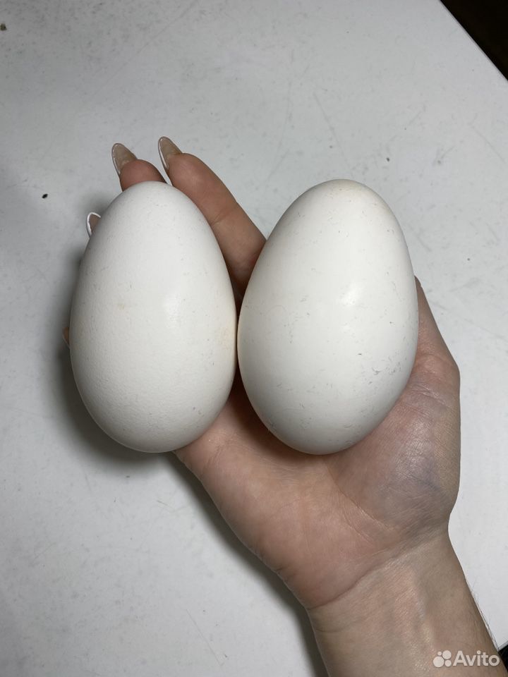 Инкубационные яйца гуси Линда купить на Зозу.ру - фотография № 3