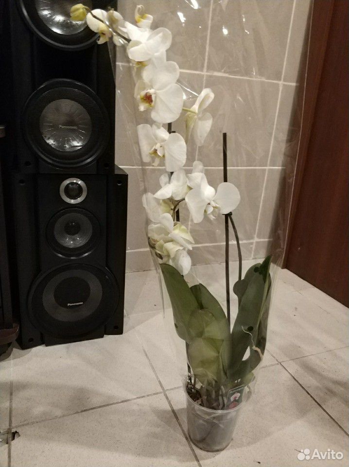 Орхидеи купить на Зозу.ру - фотография № 6