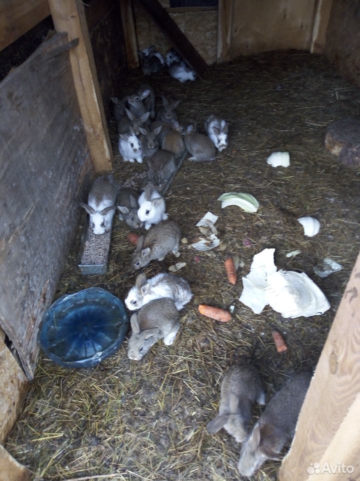 Крольчата.цена за мес купить на Зозу.ру - фотография № 6