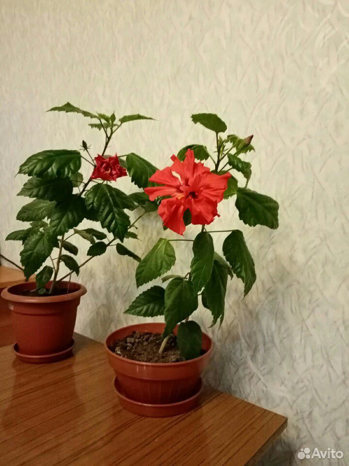 Гибискус(китайская роза) купить на Зозу.ру - фотография № 3