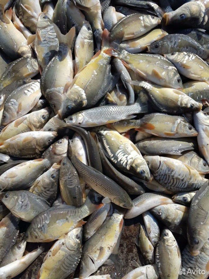 Рыба живая, карп зеркальный купить на Зозу.ру - фотография № 1