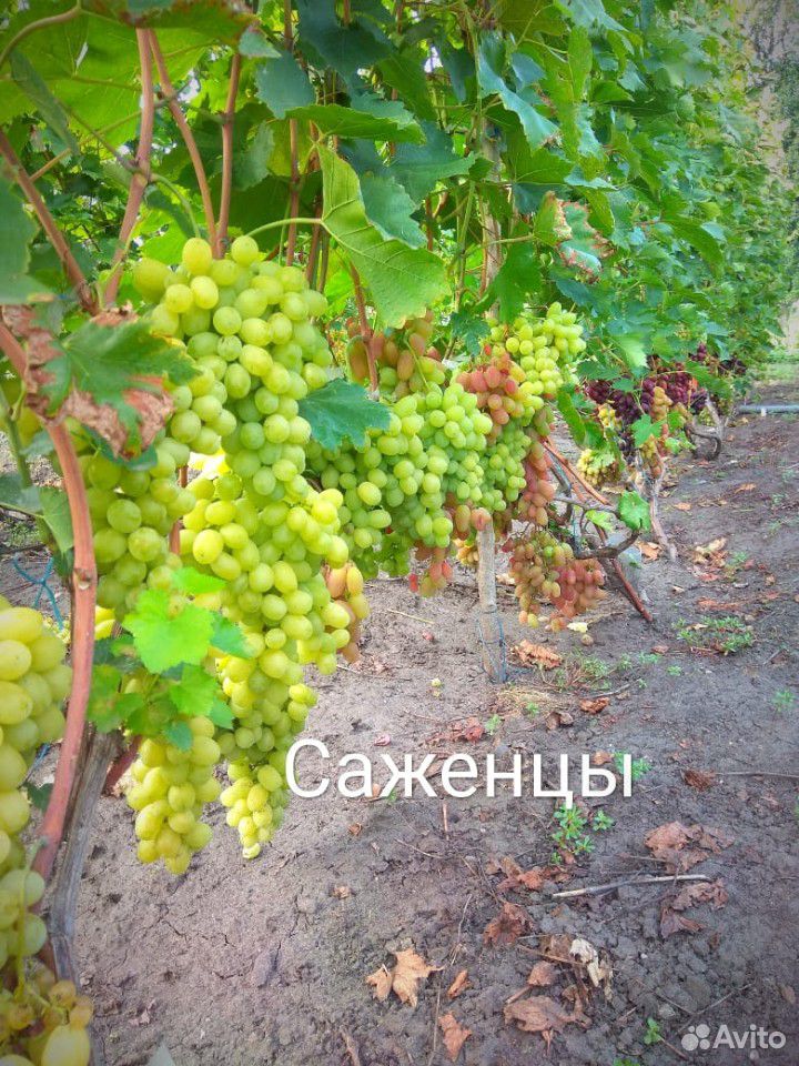 Саженцы столового винограда купить на Зозу.ру - фотография № 5
