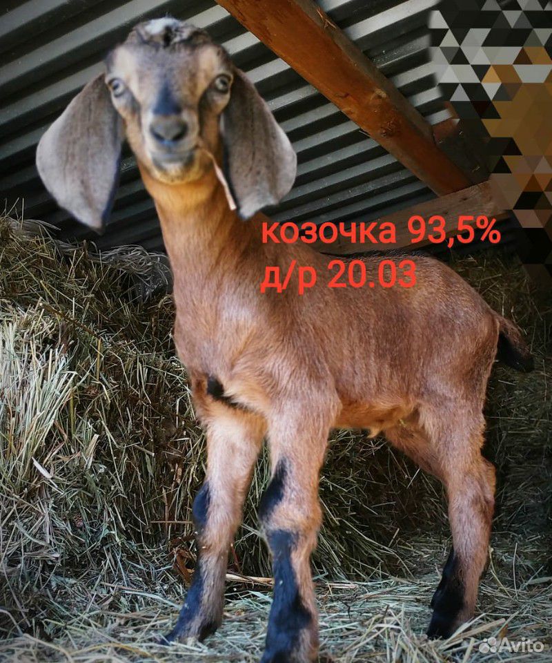 Супер нубийские козы купить на Зозу.ру - фотография № 4