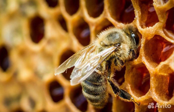 Пчелы для пасики купить на Зозу.ру - фотография № 1