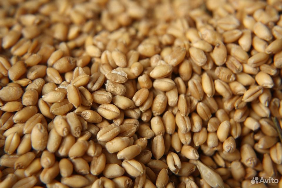 Ячмень, пшеница купить на Зозу.ру - фотография № 2