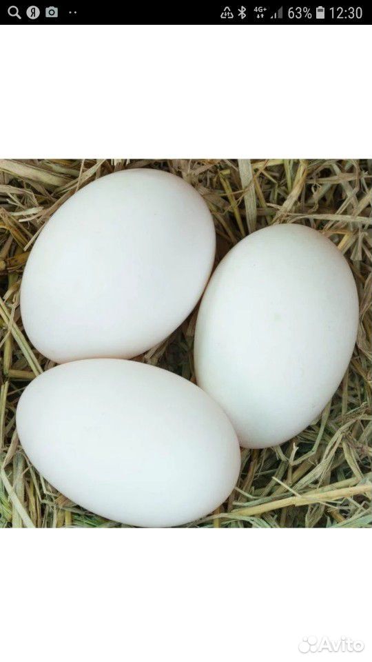 Пушкинские яйца купить. Яйца гусиные в Варне сколько стоит.