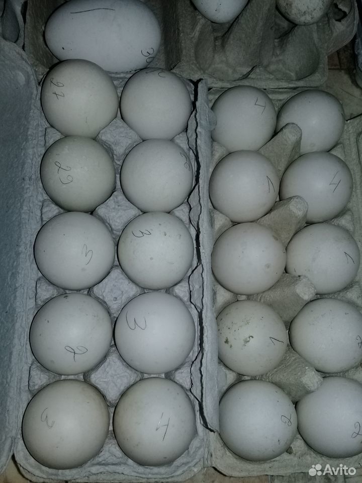 Хаки Кемпебелл инкубационное яйцо купить на Зозу.ру - фотография № 1