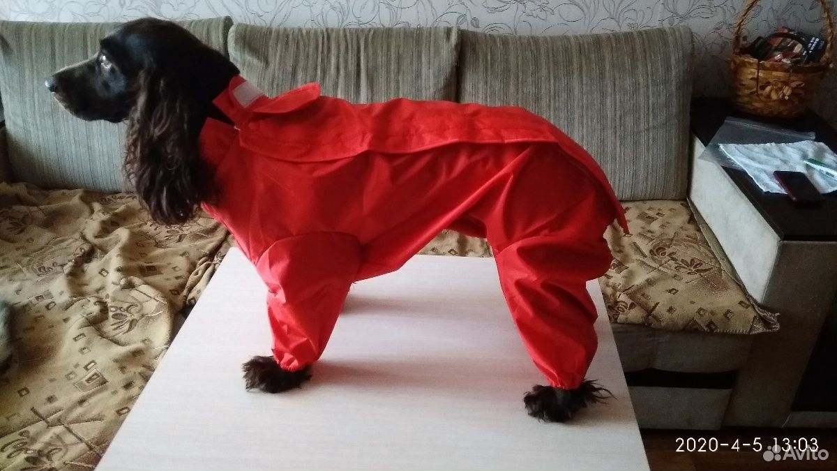 Комбинезон для собаки (дождевик) купить на Зозу.ру - фотография № 2
