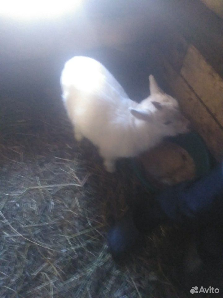 Маленькие козлята и большая коза купить на Зозу.ру - фотография № 1