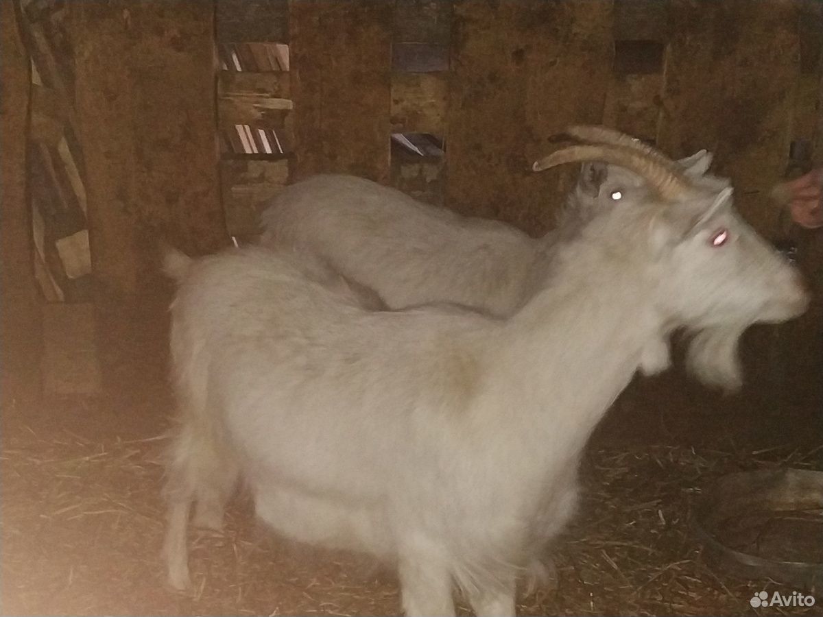 Продаются две козы купить на Зозу.ру - фотография № 2