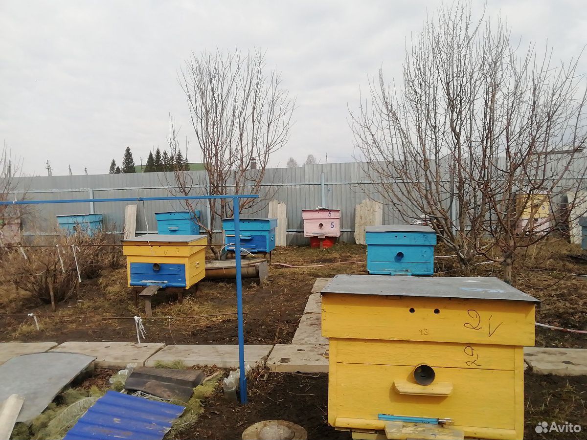 Продаём пчелосемьи купить на Зозу.ру - фотография № 2