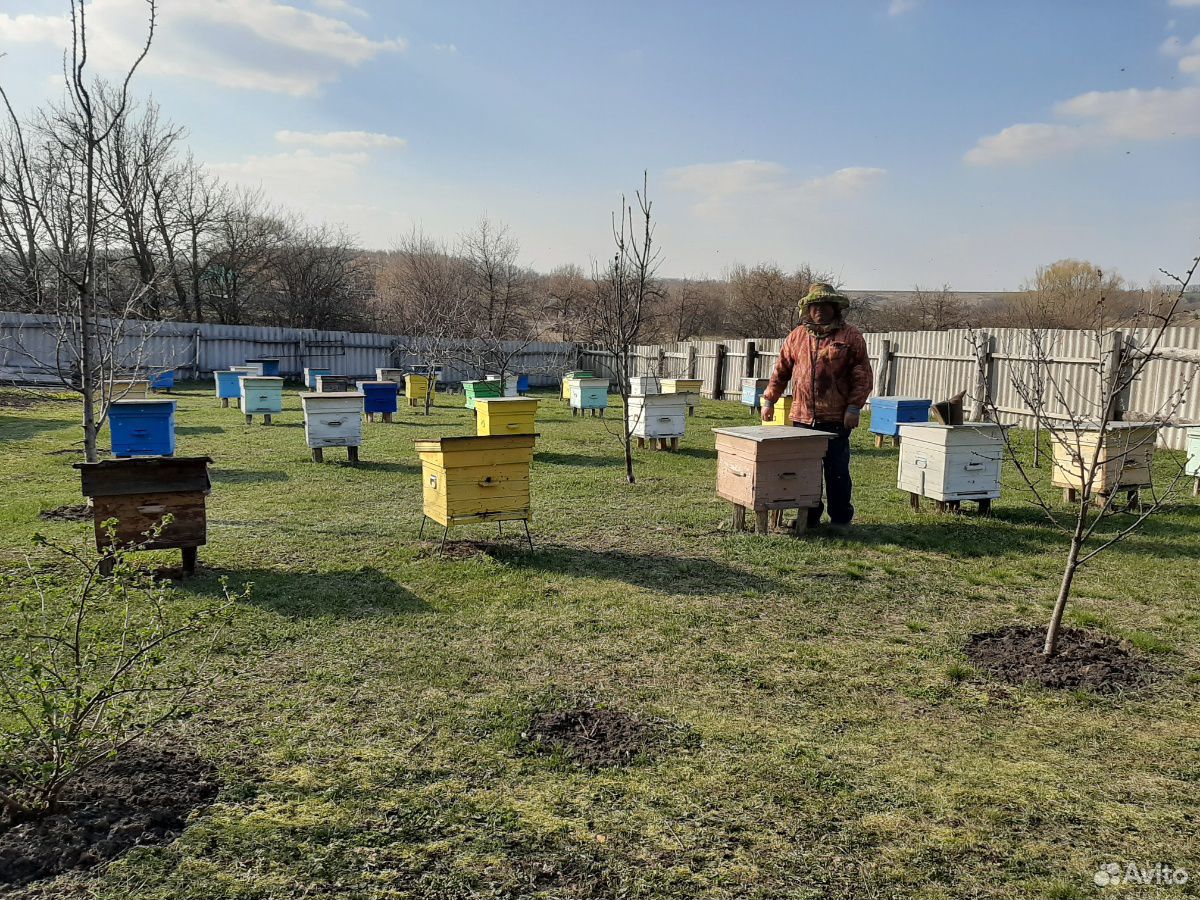 Продаются пчелы, пчелопакеты купить на Зозу.ру - фотография № 2