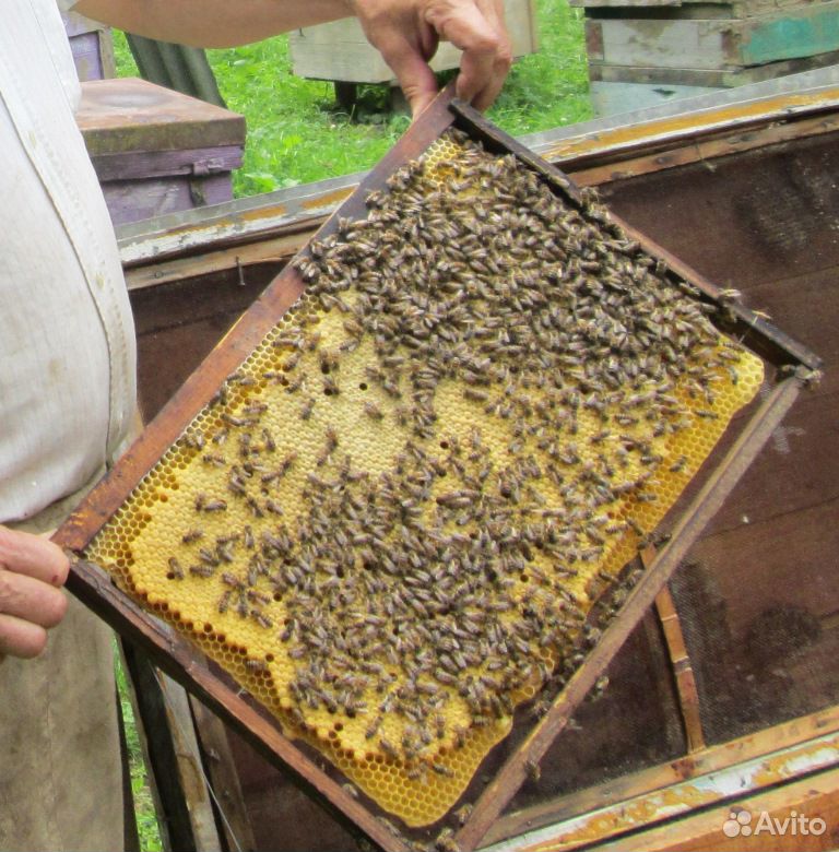 Авито краснодарский пчелопакеты. Пчеловодство в Краснодарском крае. Пчелопакеты. Пчелиный пакет. Пчела Краснодарского края.