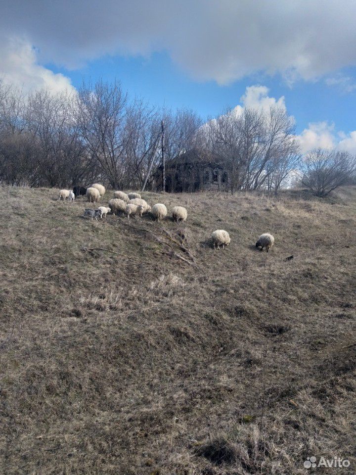 Продаю овец купить на Зозу.ру - фотография № 1