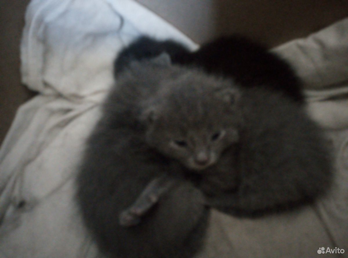 Котята (2 серых и 1 чёрный) купить на Зозу.ру - фотография № 3