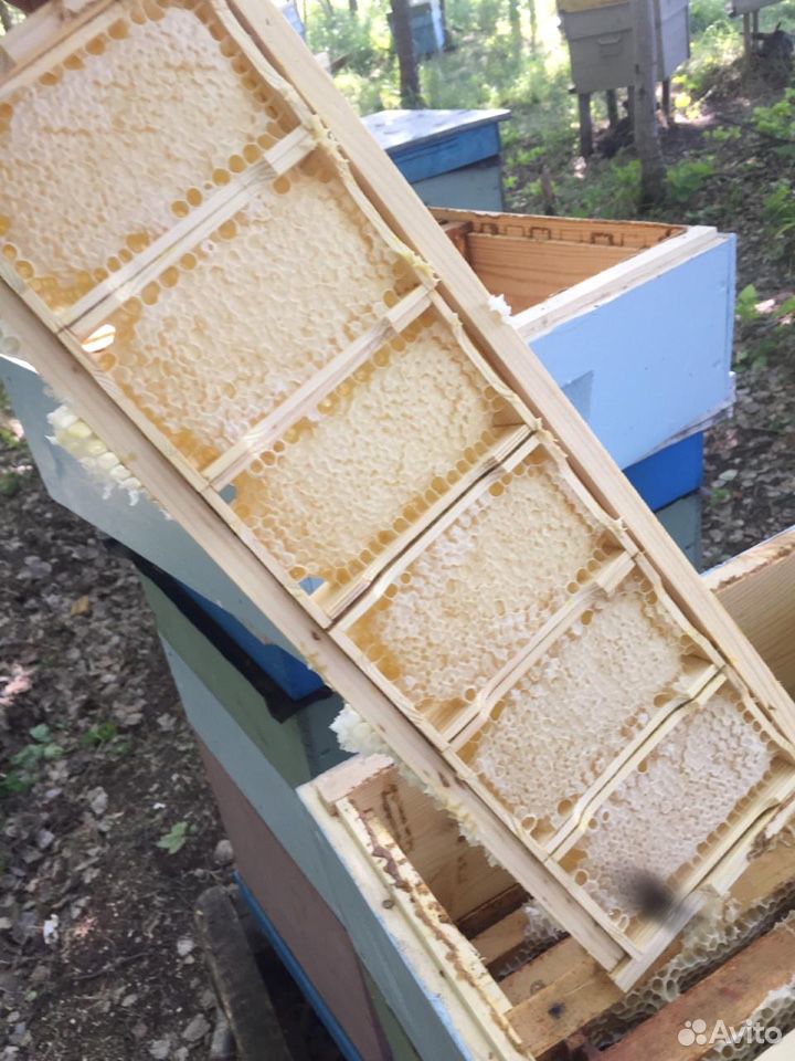 Пчелосемья, пчелопакеты купить на Зозу.ру - фотография № 3