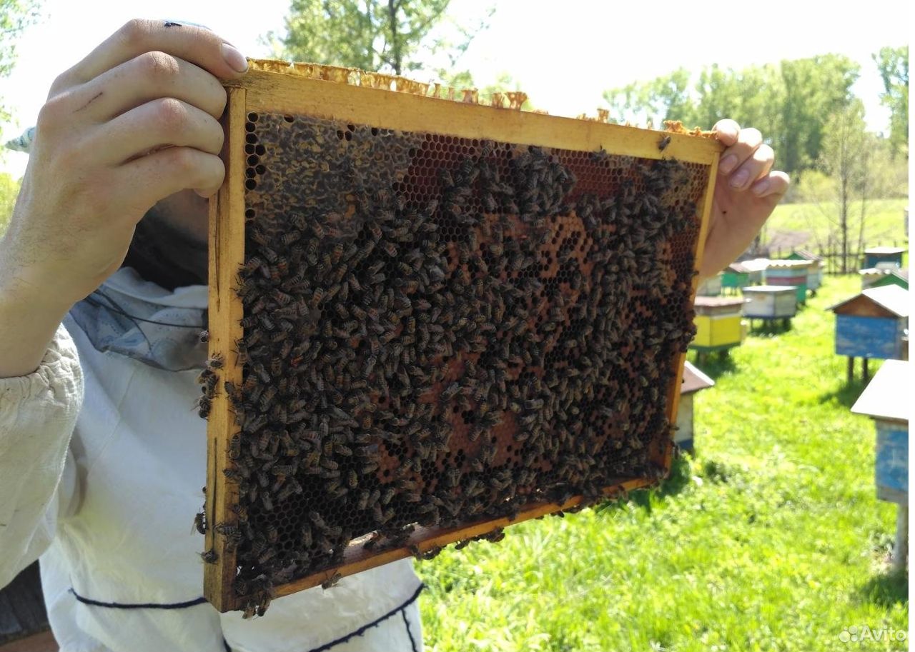 Пчелопакеты - доставка купить на Зозу.ру - фотография № 2